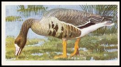 40 White Fronted Goose